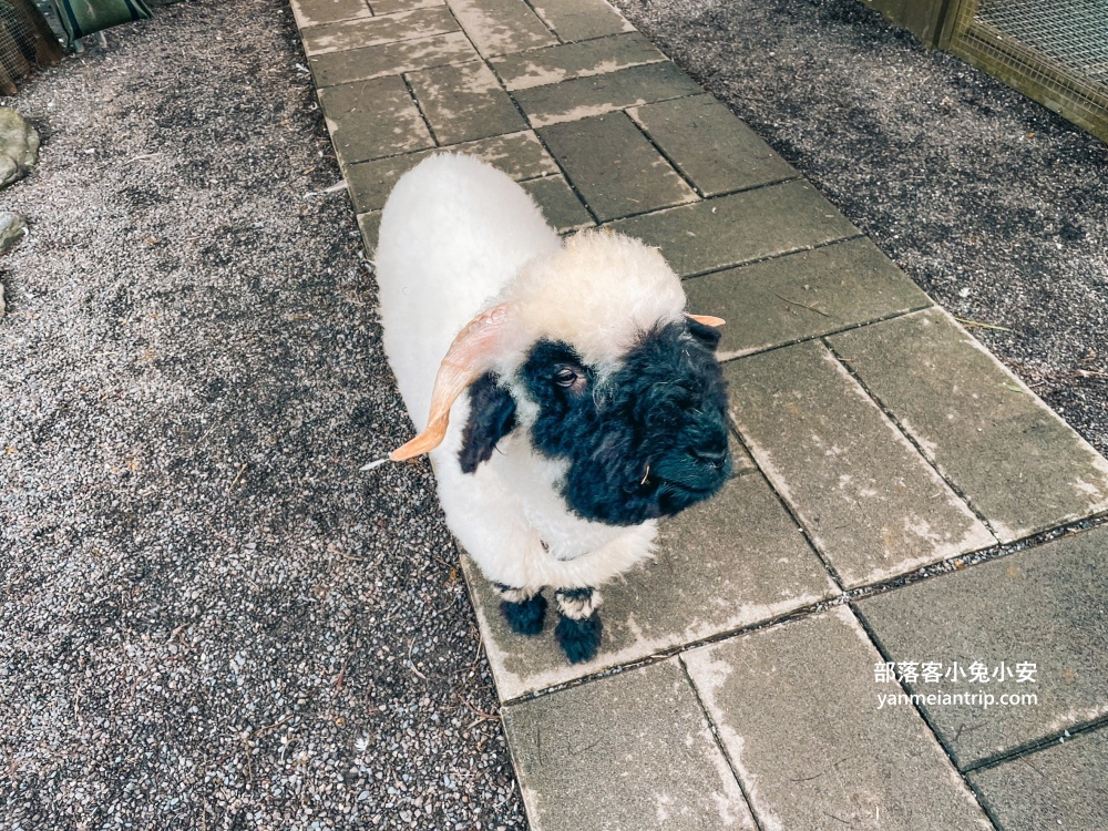 宜蘭鳳梨屋水上莊園｜夢幻鞦韆＋鳳梨泳池拍好拍滿！