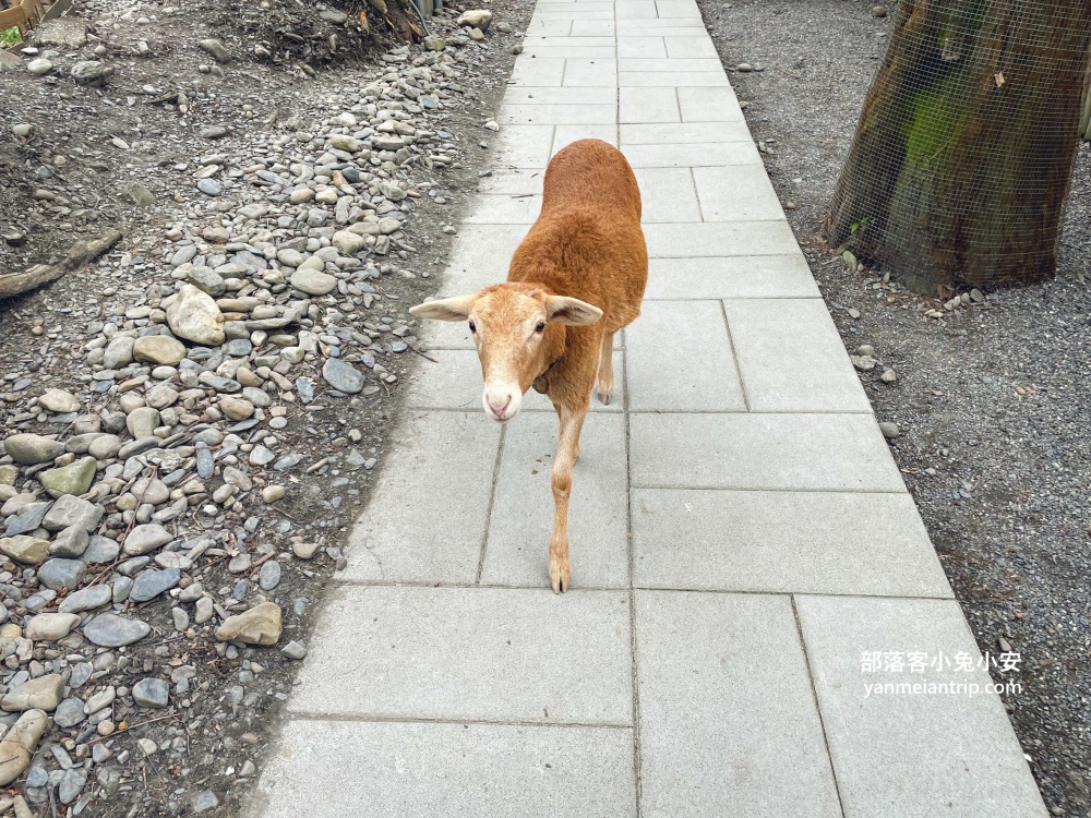 宜蘭「水岸森林休閒農場」位於冬山鄉的森林物語可愛動物園區