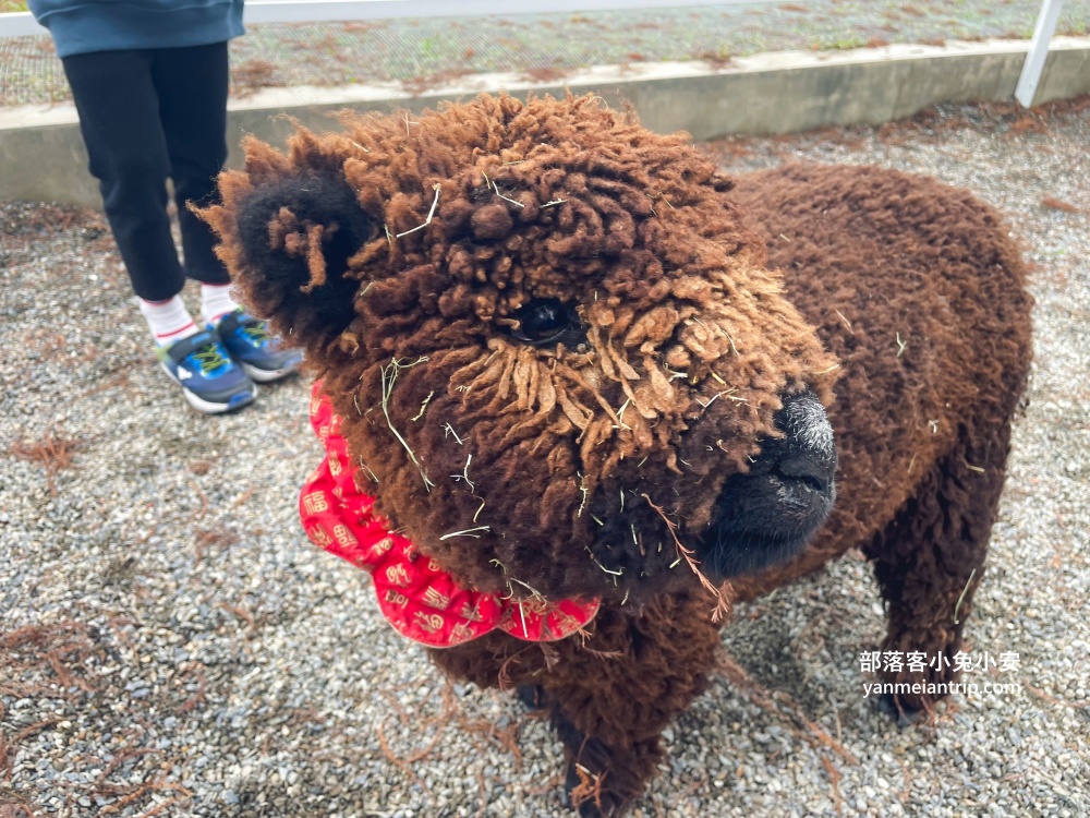 宜蘭【樹懶餐廳】張美阿嬤農場2.0版，可愛泰迪羊萌力爆發
