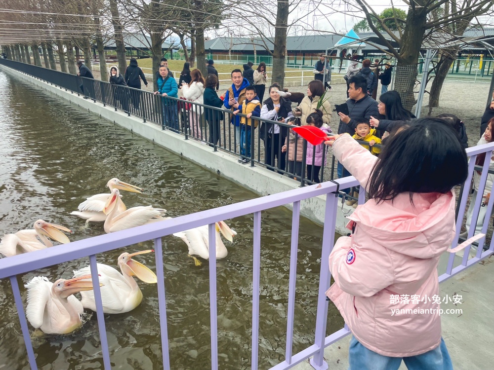 宜蘭【樹懶餐廳】張美阿嬤農場2.0版，可愛泰迪羊萌力爆發