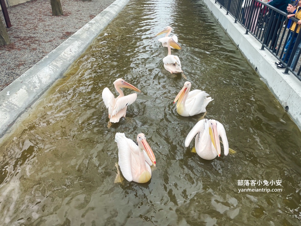 宜蘭【樹懶餐廳】張美阿嬤農場2.0版，可愛泰迪羊萌力爆發
