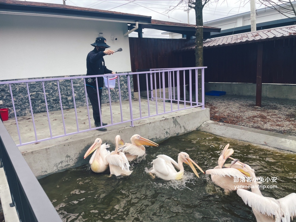 宜蘭【樹懶餐廳】張美阿嬤農場2.0版，可愛泰迪羊萌力爆發