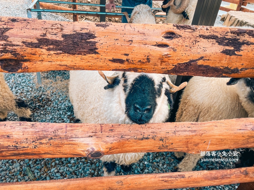 【鹿芝谷生態景觀園區】整個園區以可愛動物與絕美視野為最大亮點