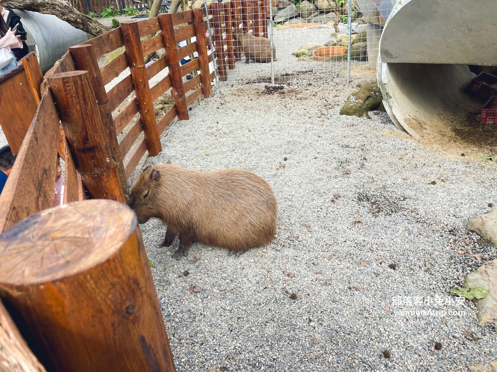 【鹿芝谷生態景觀園區】整個園區以可愛動物與絕美視野為最大亮點