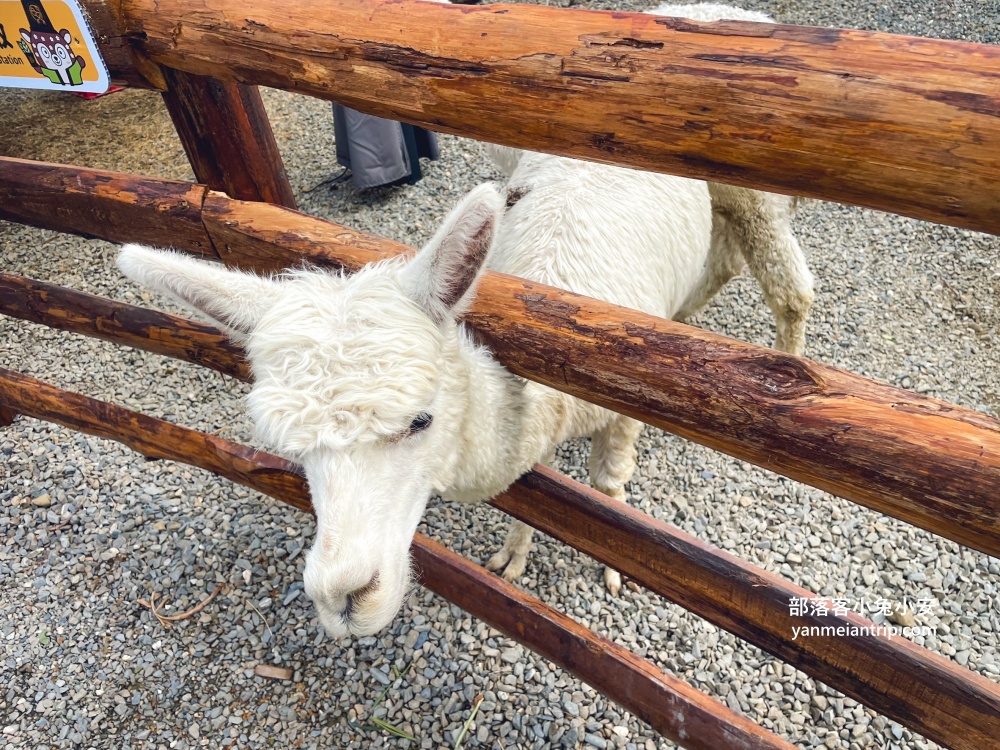 【鹿芝谷生態景觀園區】整個園區以可愛動物與絕美視野為最大亮點