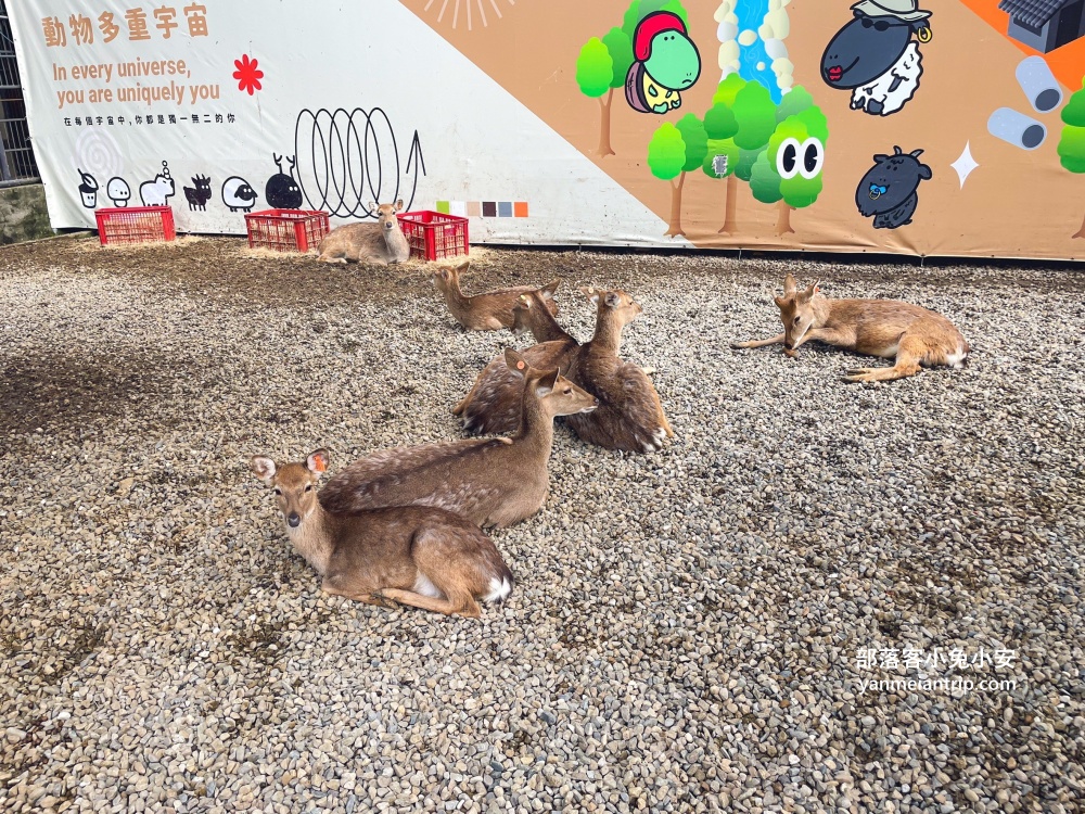 【鹿芝谷生態景觀園區】整個園區以可愛動物與絕美視野為最大亮點