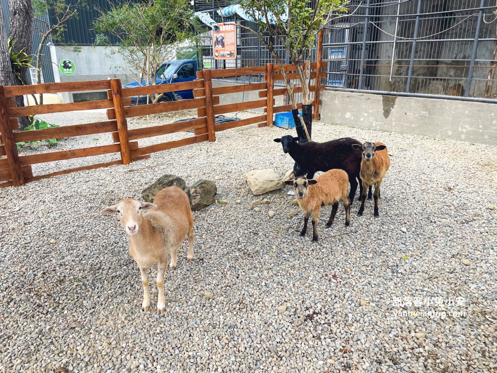 【鹿芝谷生態景觀園區】整個園區以可愛動物與絕美視野為最大亮點