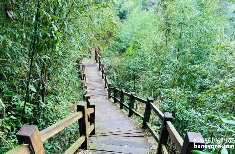 嘉義【二延平步道】位於阿里山上的茶田森林步道