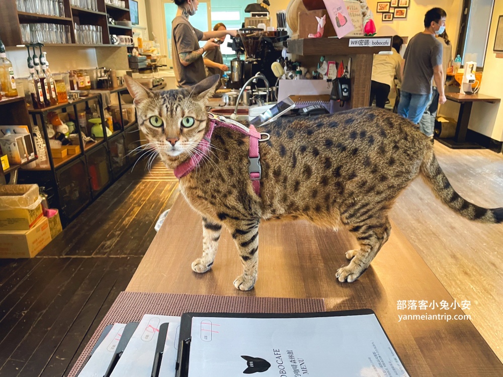 【五股豹豹咖啡】森林系咖啡館，與可愛店貓共度悠閒時光