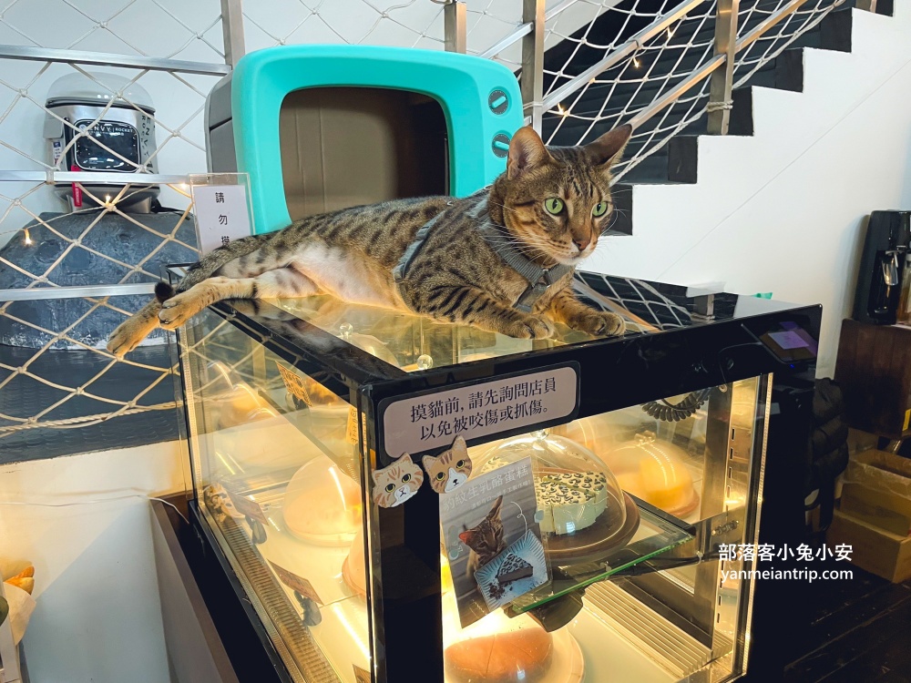 【五股豹豹咖啡】森林系咖啡館，與可愛店貓共度悠閒時光