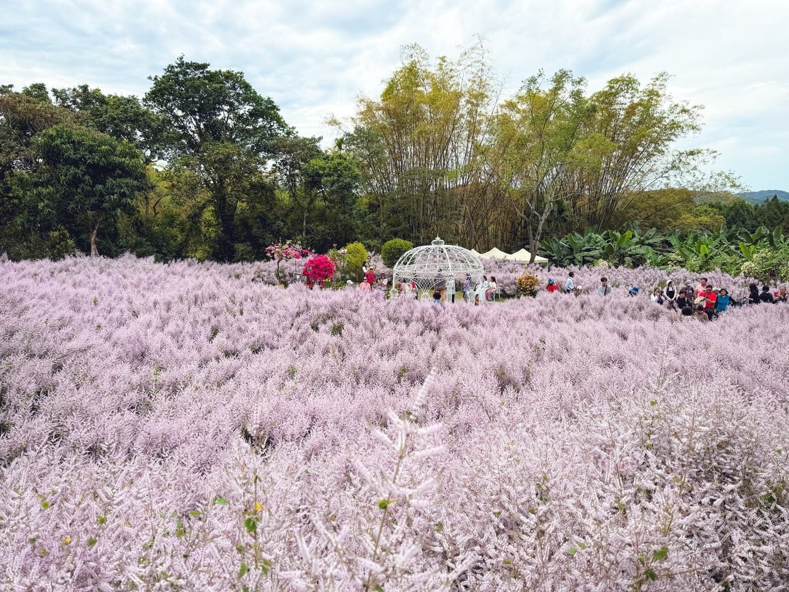 南投中寮2026【瑰蜜甜心玫瑰園】粉紅色麝香木花海山丘，交通方式與門票介紹