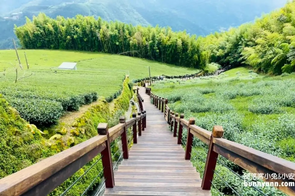 阿里山步道懶人包