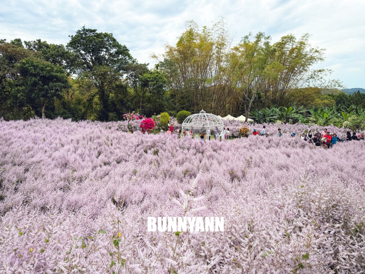 南投中寮2026【瑰蜜甜心玫瑰園】粉紅色麝香木花海山丘,交通方式與門票介紹