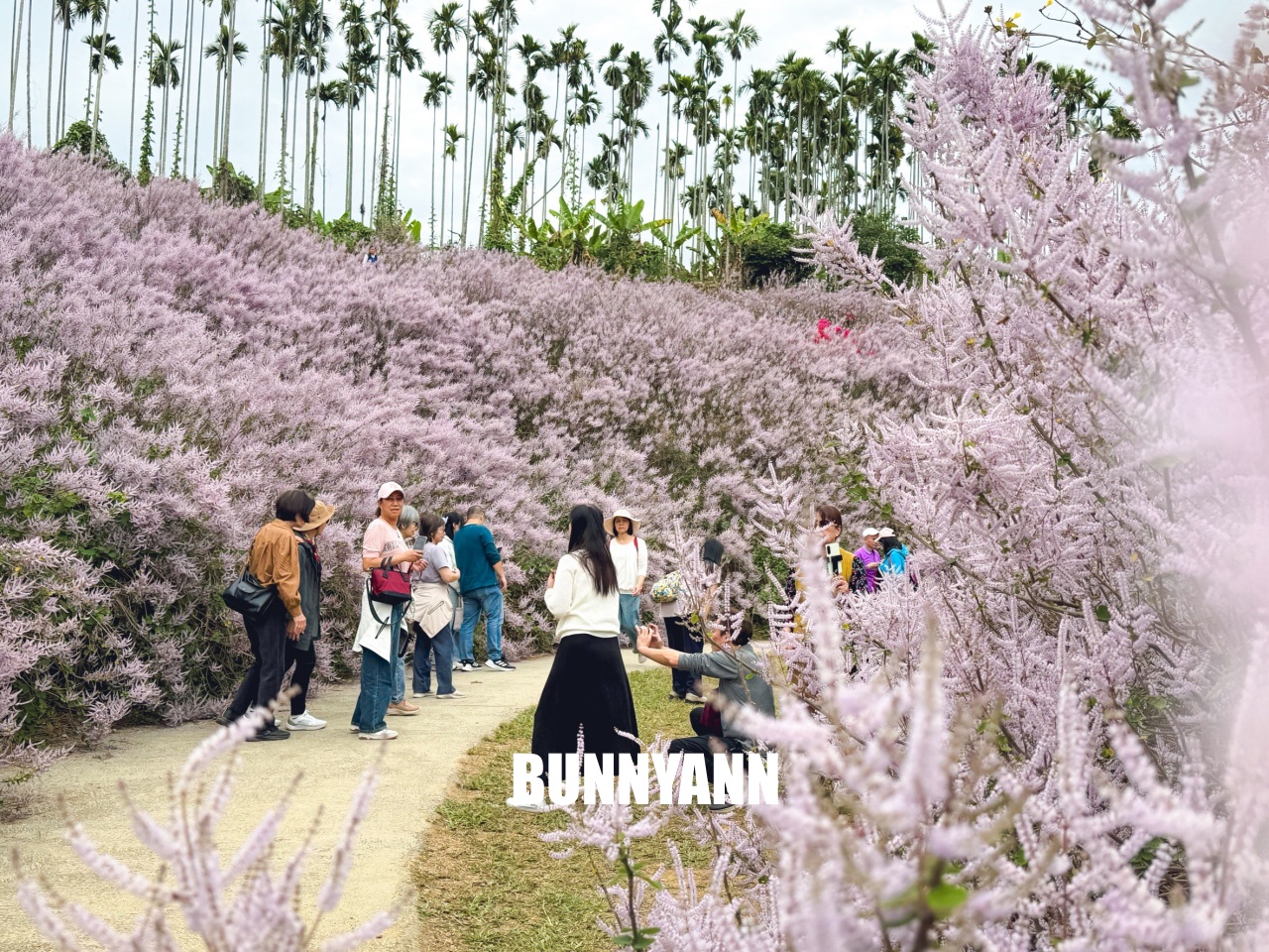 南投中寮2026【瑰蜜甜心玫瑰園】粉紅色麝香木花海山丘，交通方式與門票介紹