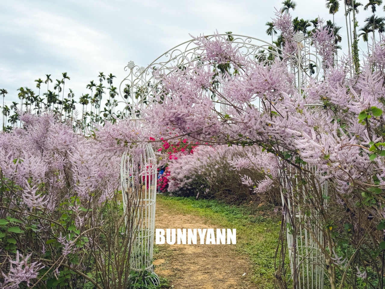 南投中寮2026【瑰蜜甜心玫瑰園】粉紅色麝香木花海山丘，交通方式與門票介紹