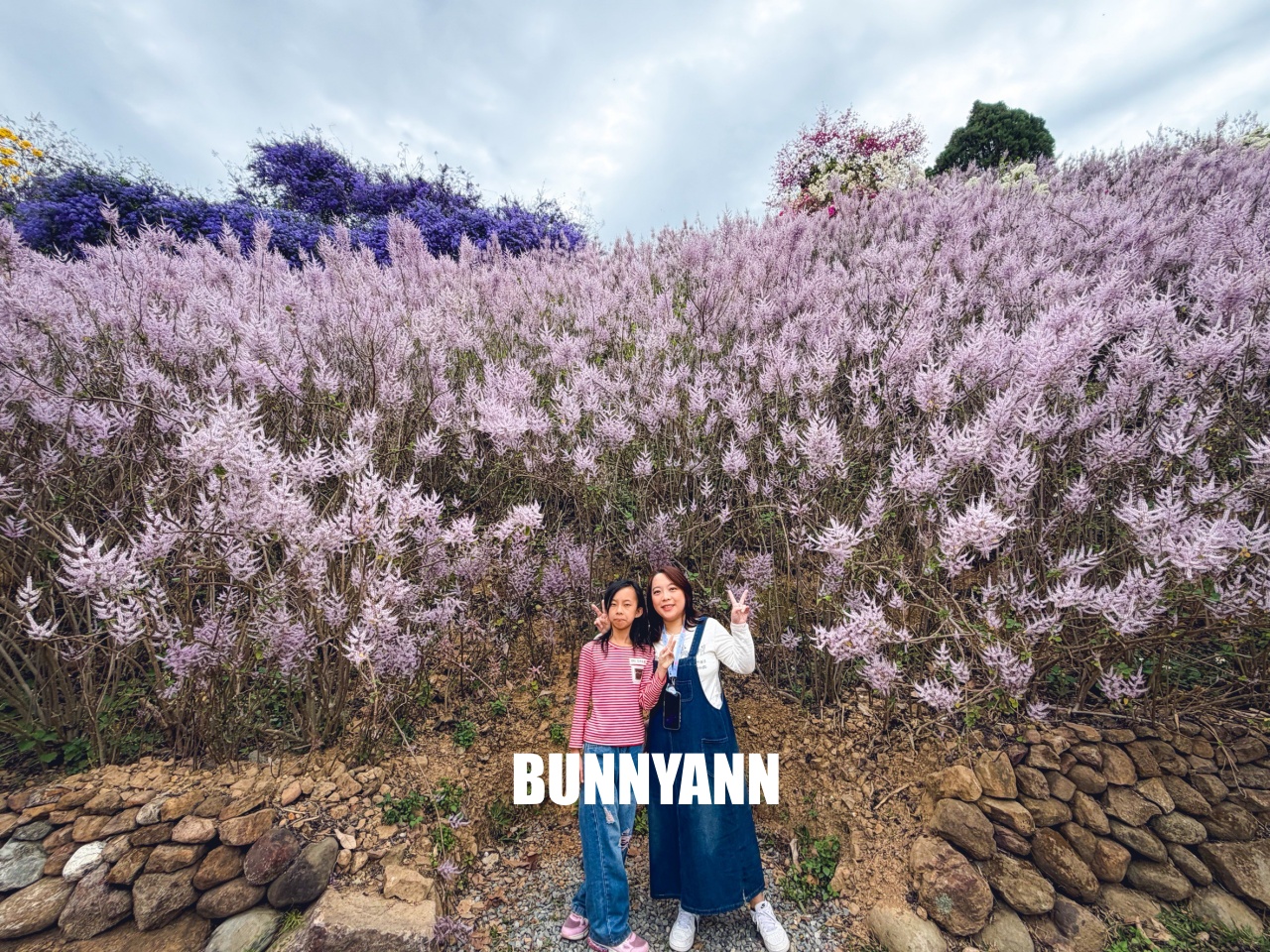 南投中寮2026【瑰蜜甜心玫瑰園】粉紅色麝香木花海山丘，交通方式與門票介紹