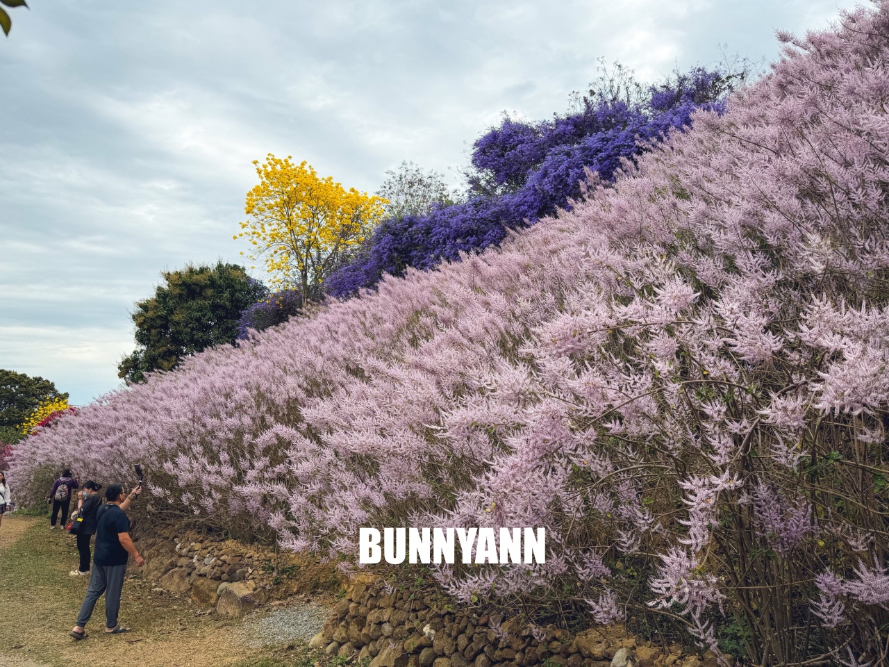 南投中寮2026【瑰蜜甜心玫瑰園】粉紅色麝香木花海山丘，交通方式與門票介紹