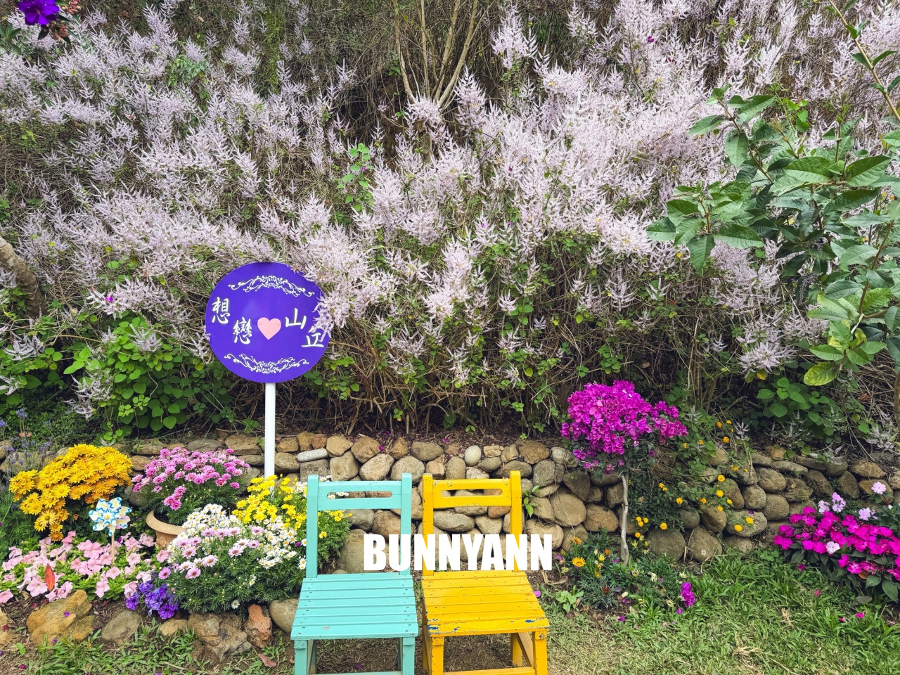 南投中寮2026【瑰蜜甜心玫瑰園】粉紅色麝香木花海山丘，交通方式與門票介紹