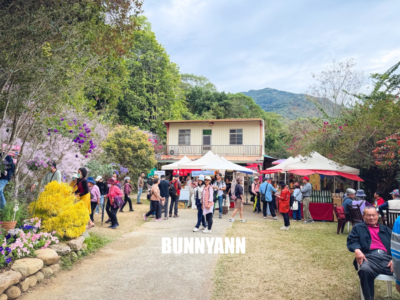 南投中寮2026【瑰蜜甜心玫瑰園】粉紅色麝香木花海山丘，交通方式與門票介紹