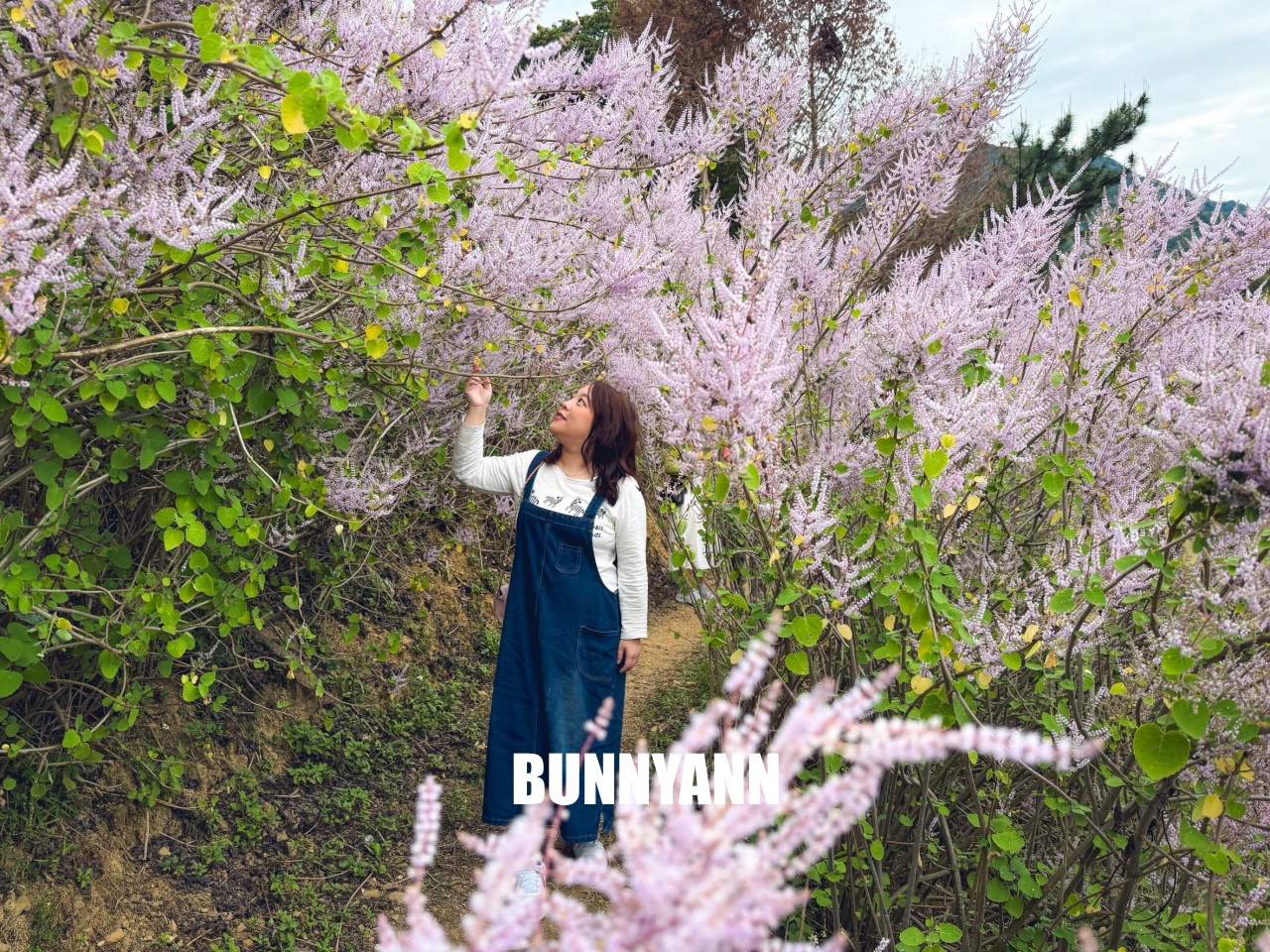 南投中寮2026【瑰蜜甜心玫瑰園】粉紅色麝香木花海山丘，交通方式與門票介紹