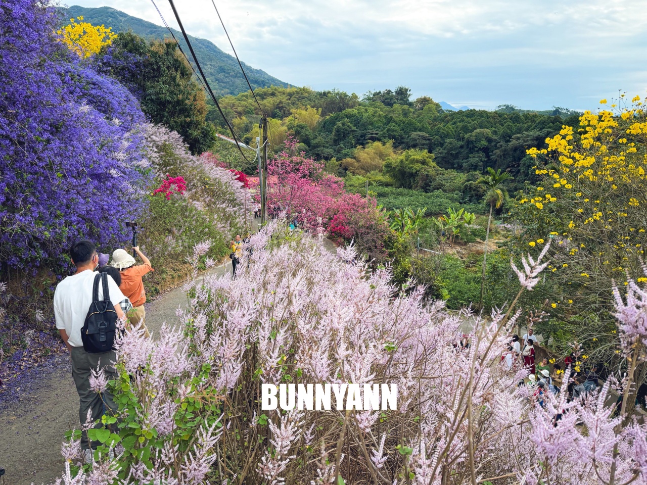 南投中寮2026【瑰蜜甜心玫瑰園】粉紅色麝香木花海山丘，交通方式與門票介紹