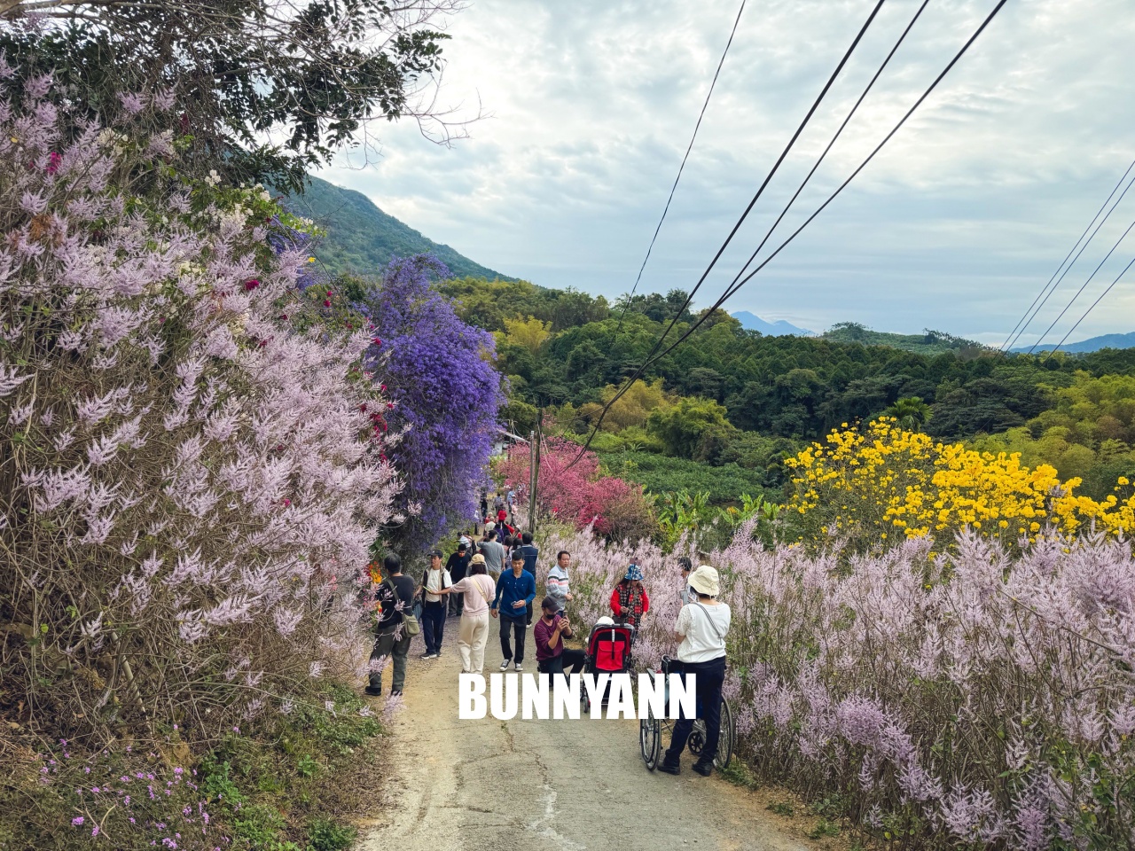南投中寮2026【瑰蜜甜心玫瑰園】粉紅色麝香木花海山丘，交通方式與門票介紹