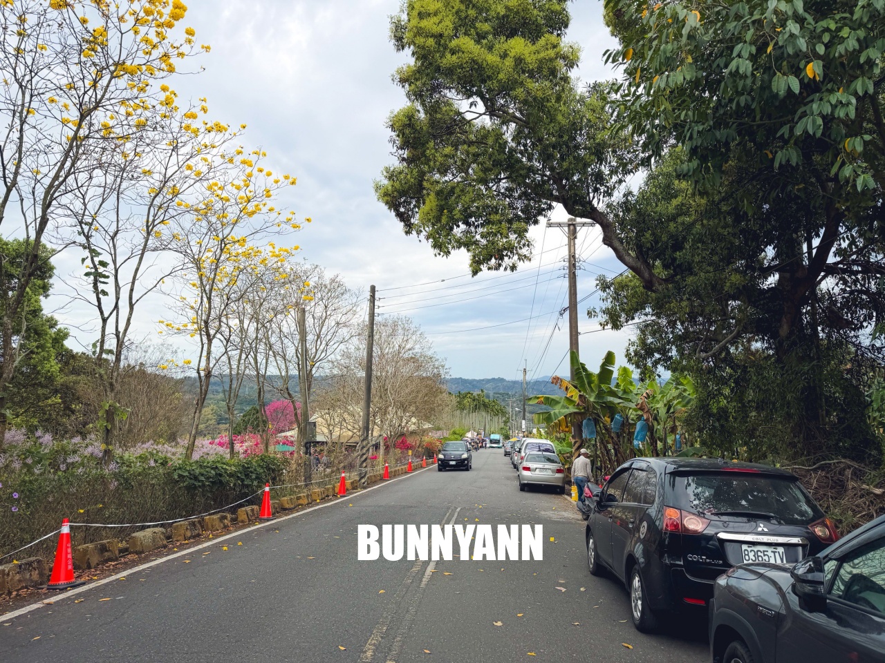 南投中寮2026【瑰蜜甜心玫瑰園】粉紅色麝香木花海山丘，交通方式與門票介紹