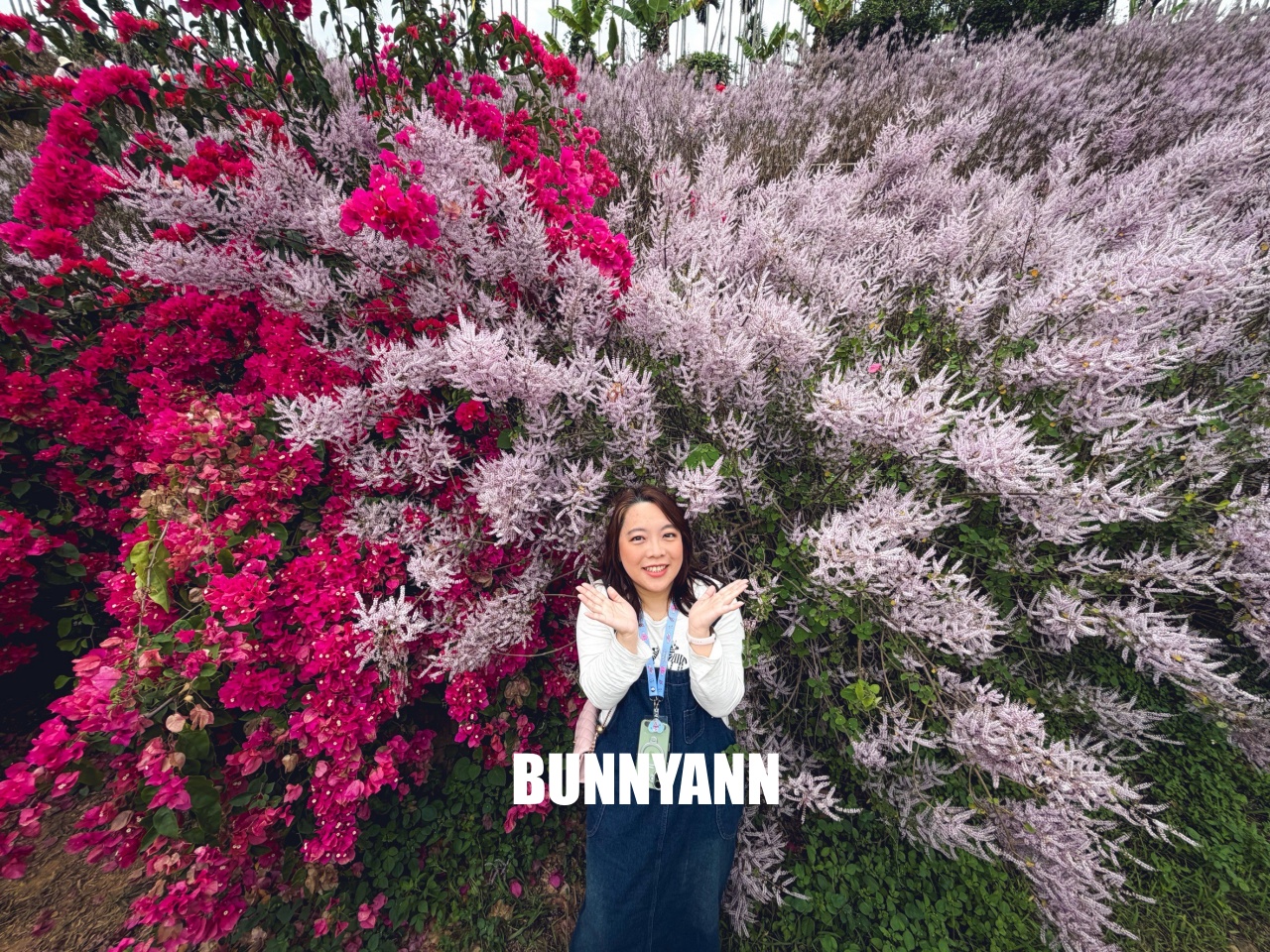 南投中寮2026【瑰蜜甜心玫瑰園】粉紅色麝香木花海山丘，交通方式與門票介紹