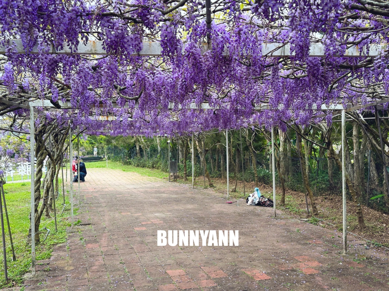 淡水紫藤咖啡園二店水源園區，超美紫藤天空，紫色控快來拍一波