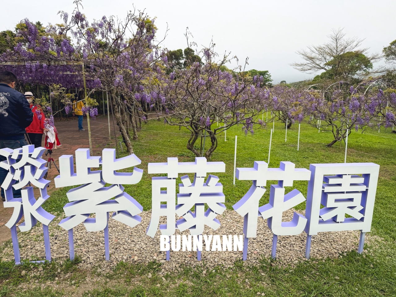 淡水紫藤咖啡園二店水源園區，超美紫藤天空，紫色控快來拍一波