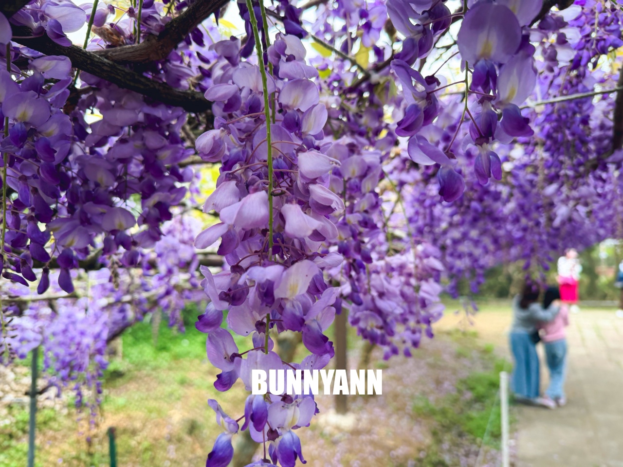 淡水紫藤咖啡園二店水源園區，超美紫藤天空，紫色控快來拍一波