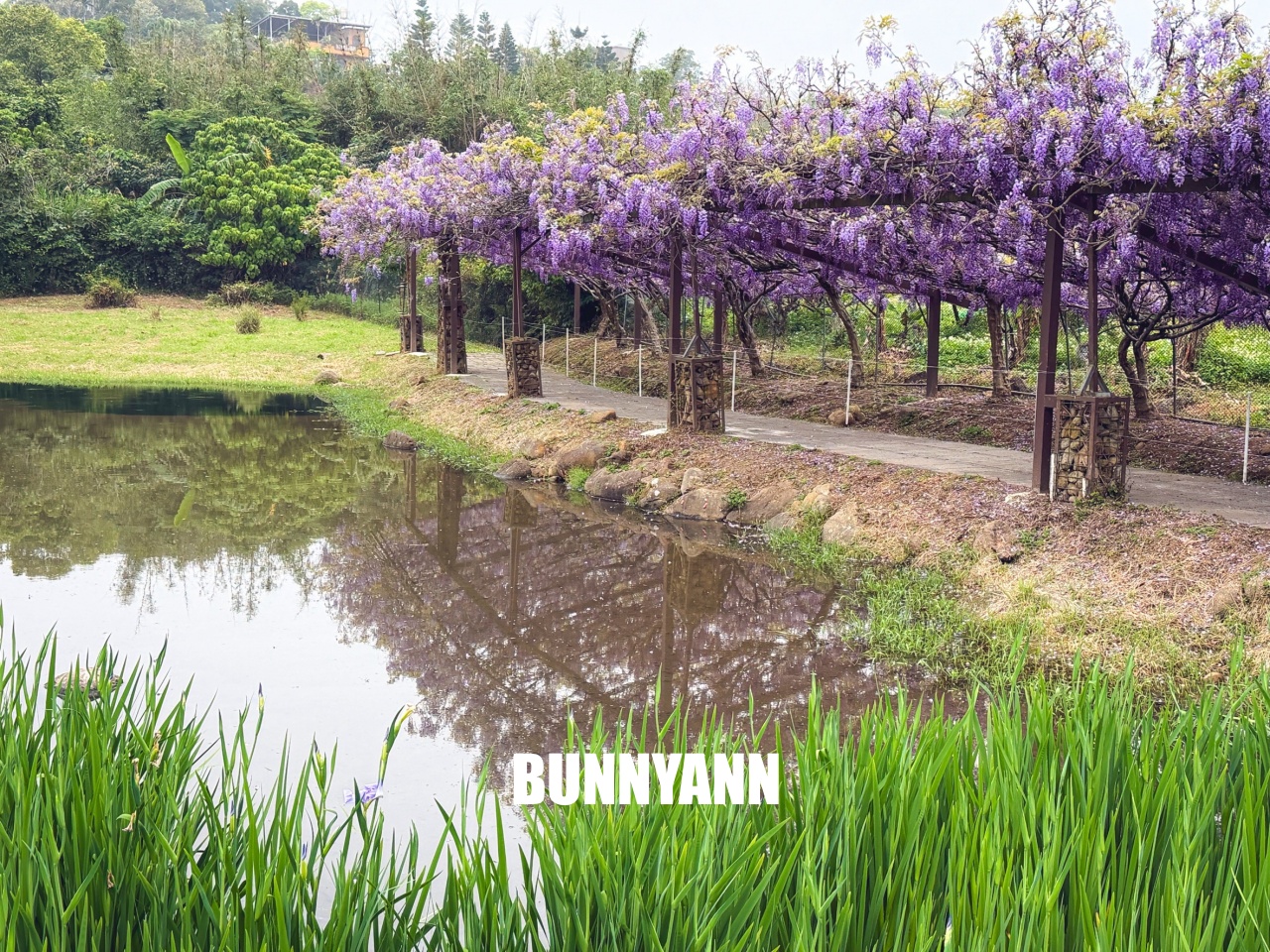 淡水紫藤咖啡園二店水源園區，超美紫藤天空，紫色控快來拍一波