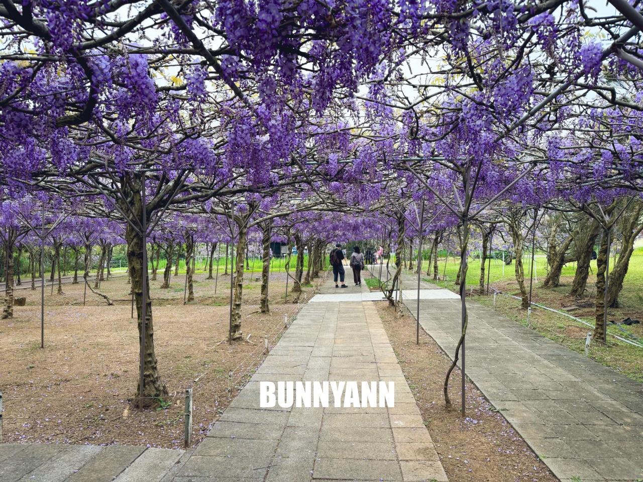 淡水紫藤咖啡園二店水源園區，超美紫藤天空，紫色控快來拍一波