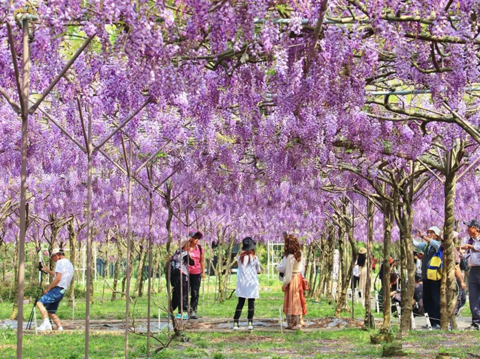 紫藤咖啡園二店水源園區