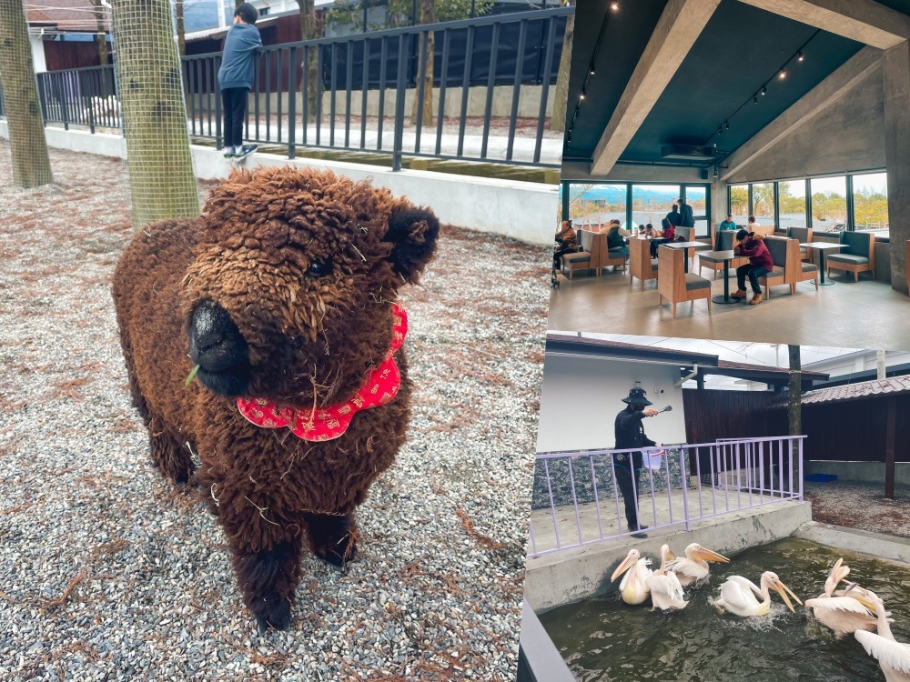 宜蘭【樹懶餐廳】全台唯一泰迪羊，有許多可愛動物的親子園地