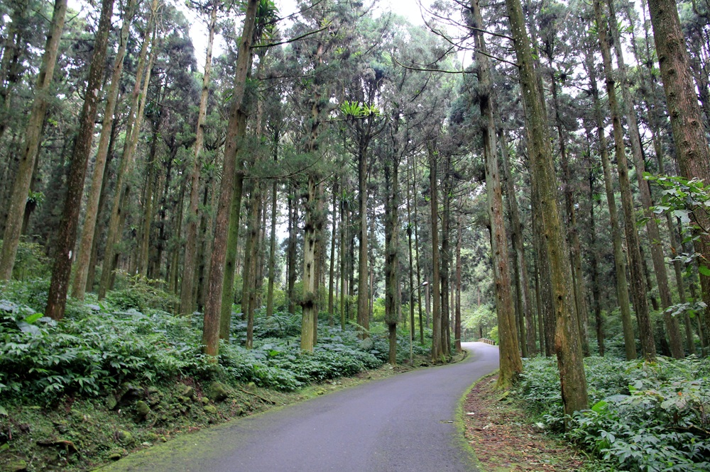 南投【鹿谷景點】必玩鹿谷一日遊！美食、秘境、順遊景點全攻略
