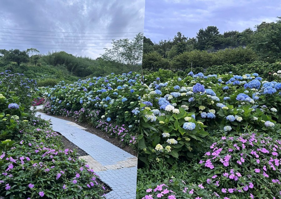 賞花推薦！高家繡球花田萬里第三園區，千坪夢幻花海等你來拍照