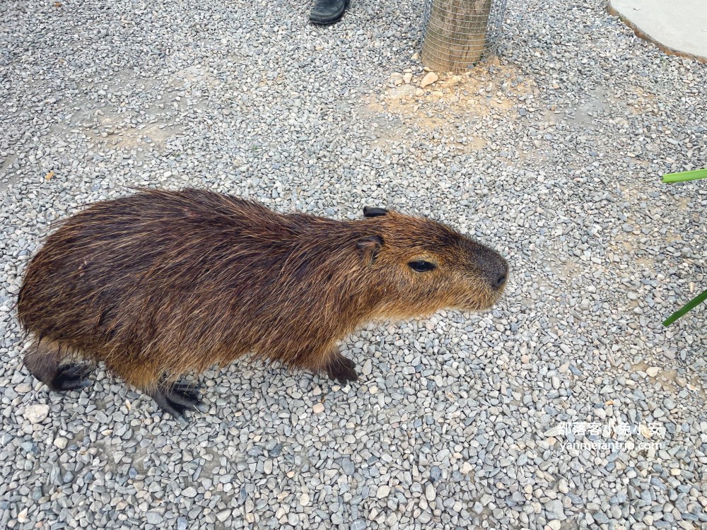水与松森林莊園|超可愛水与松萌萌園內的水豚君跟梅花鹿,親子同遊最棒