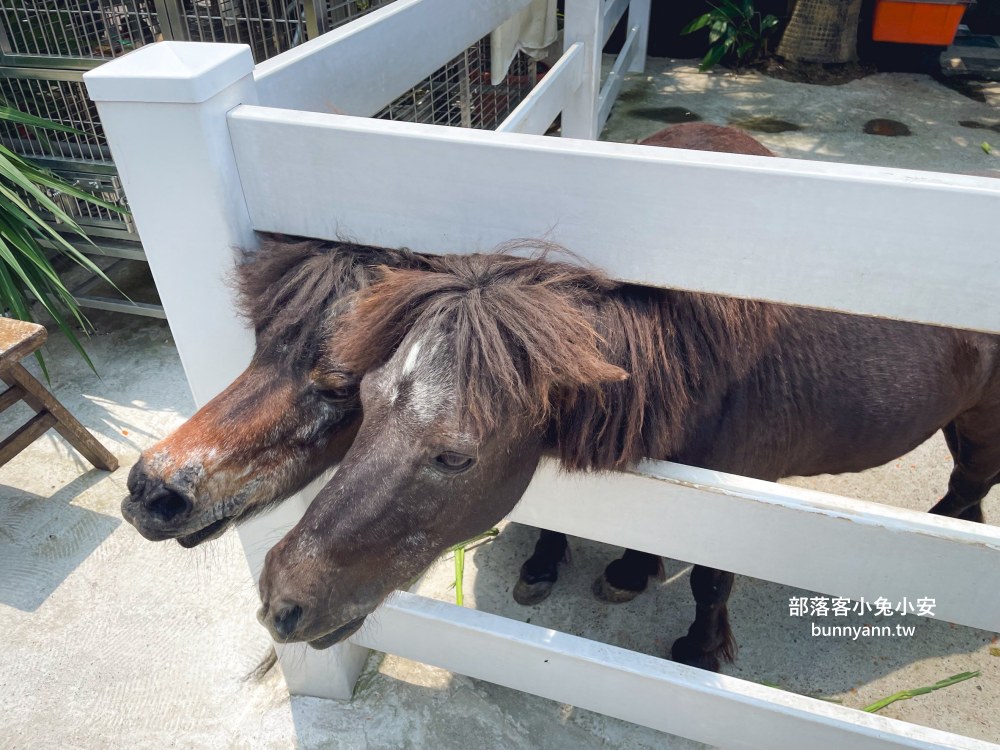 金山【Time奶奶樹屋咖啡樂園】100元低消親子樂園，動物、咖啡和樹屋每樣都好玩