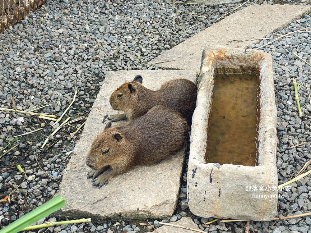 金山【Time奶奶樹屋咖啡樂園】100元低消親子樂園，動物、咖啡和樹屋每樣都好玩