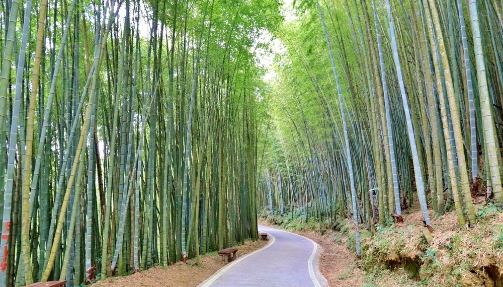 瑞里綠色隧道