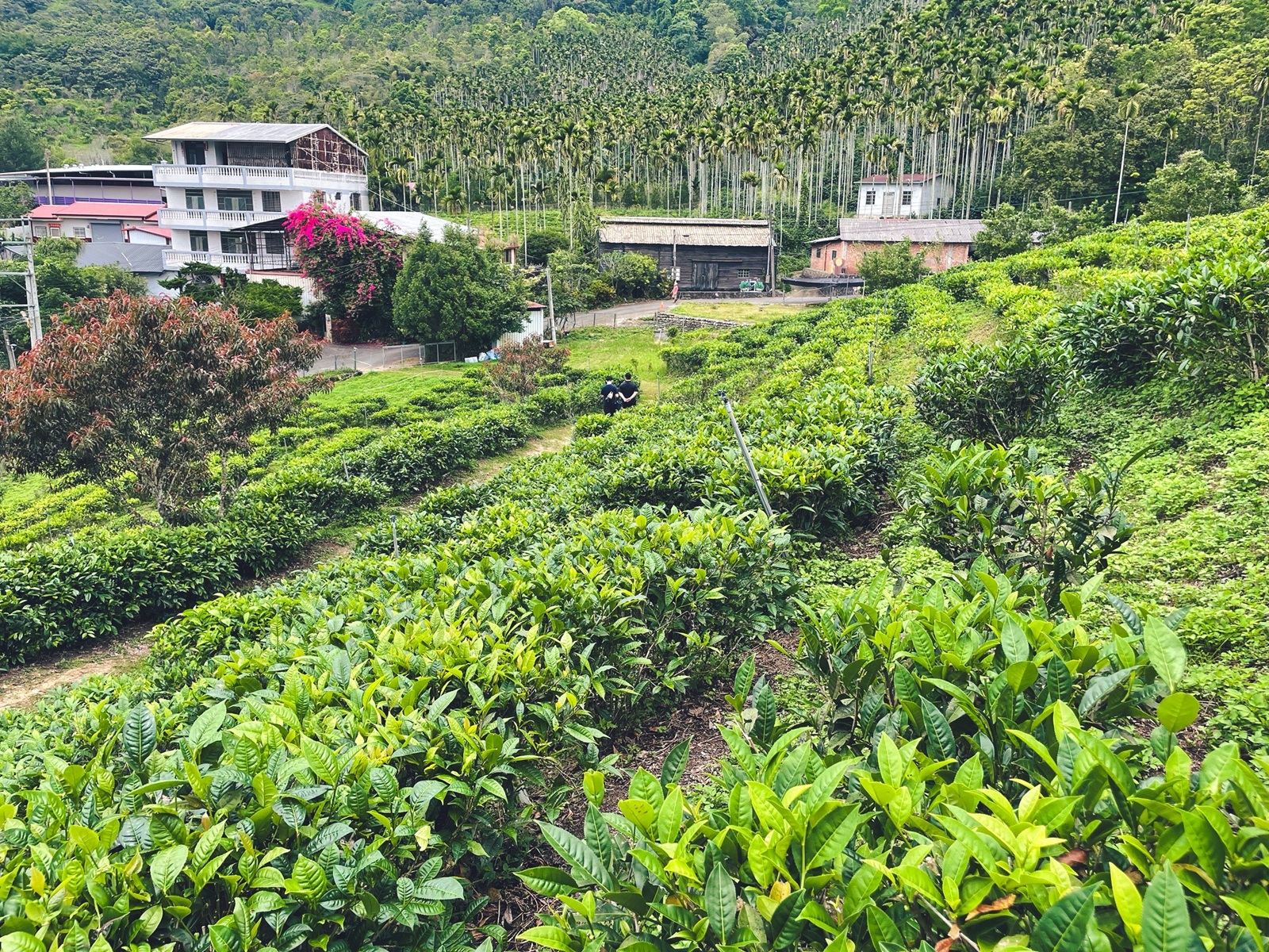 HUGOSUM和菓森林紅茶莊園