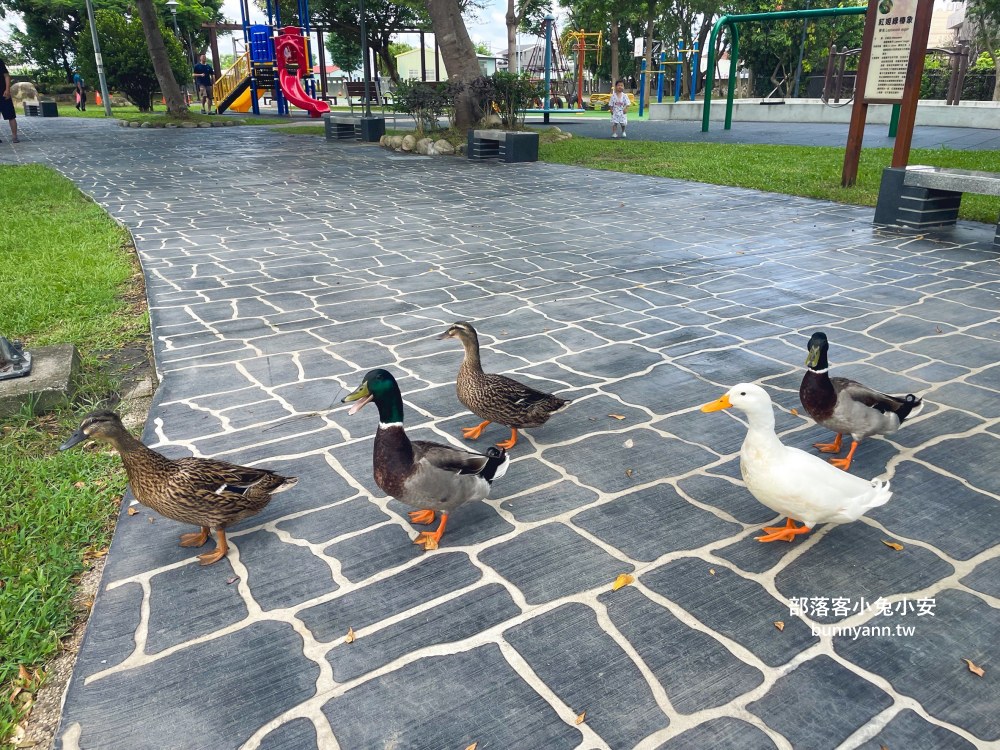 台中【后里四號公園】在地人才知道的秘境池畔小花園