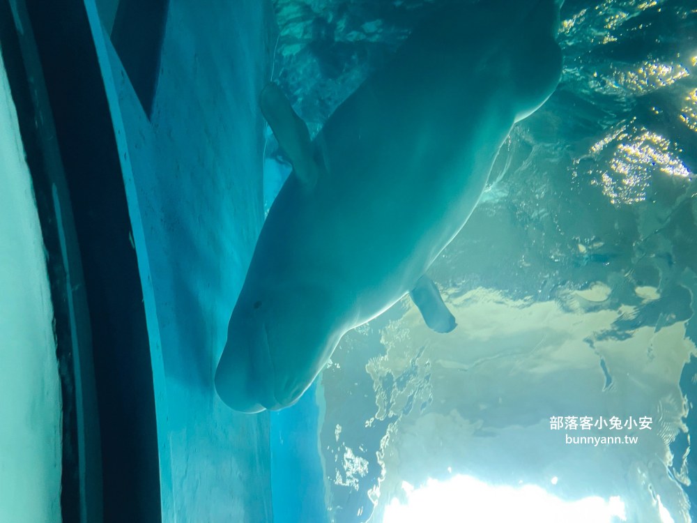 【國立海洋生物博物館】屏東海生館，進走海底龍宮欣賞鯊魚、魟魚、各種魚全飽覽