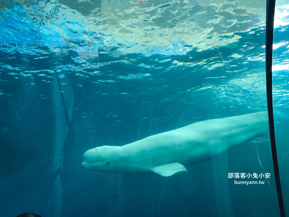 【國立海洋生物博物館】屏東海生館，進走海底龍宮欣賞鯊魚、魟魚、各種魚全飽覽