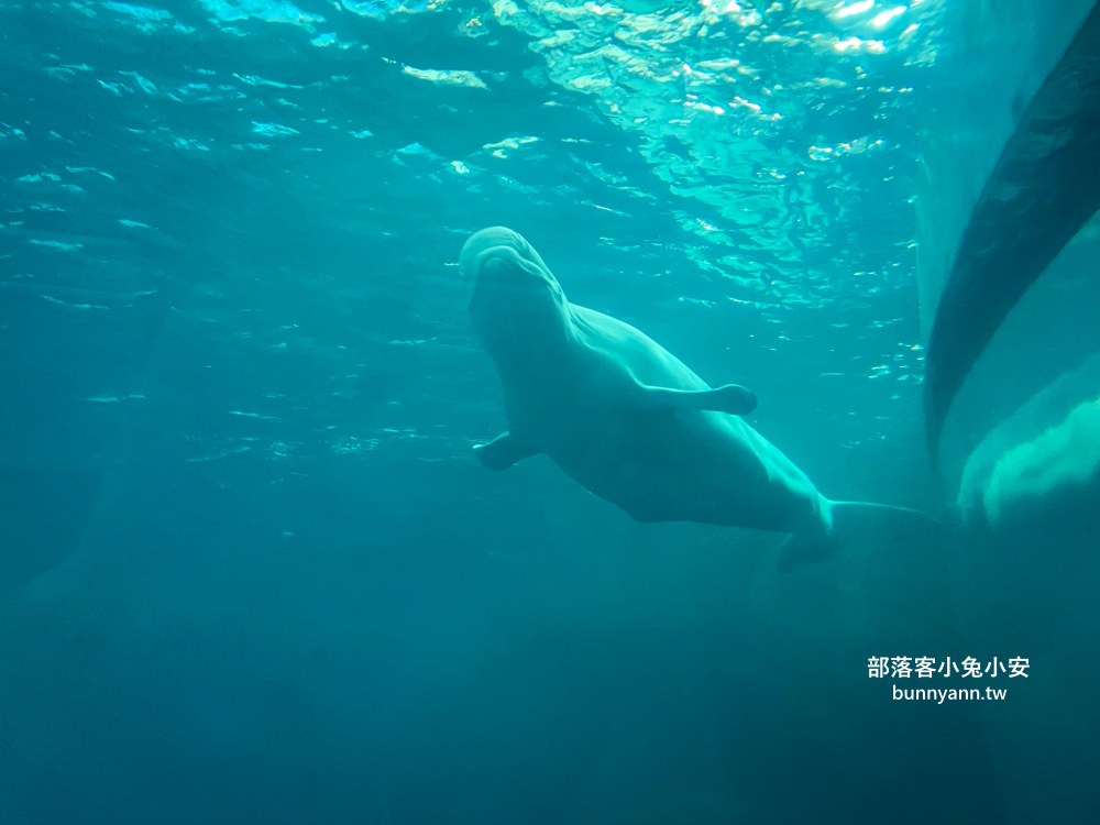 【國立海洋生物博物館】屏東海生館，進走海底龍宮欣賞鯊魚、魟魚、各種魚全飽覽