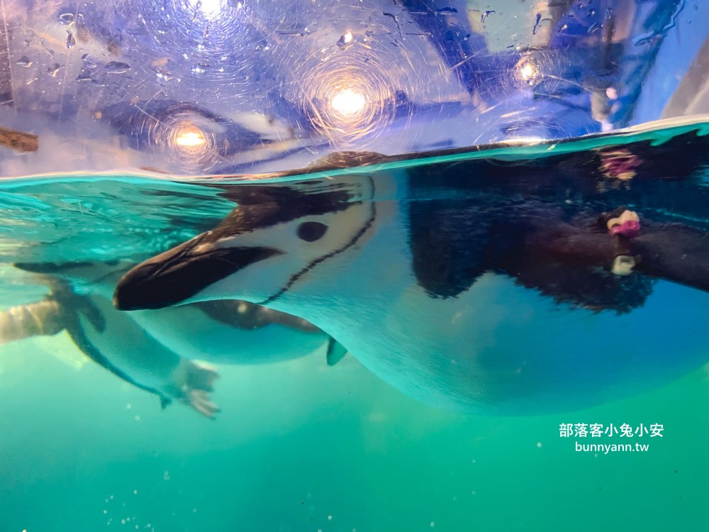 【國立海洋生物博物館】屏東海生館，進走海底龍宮欣賞鯊魚、魟魚、各種魚全飽覽
