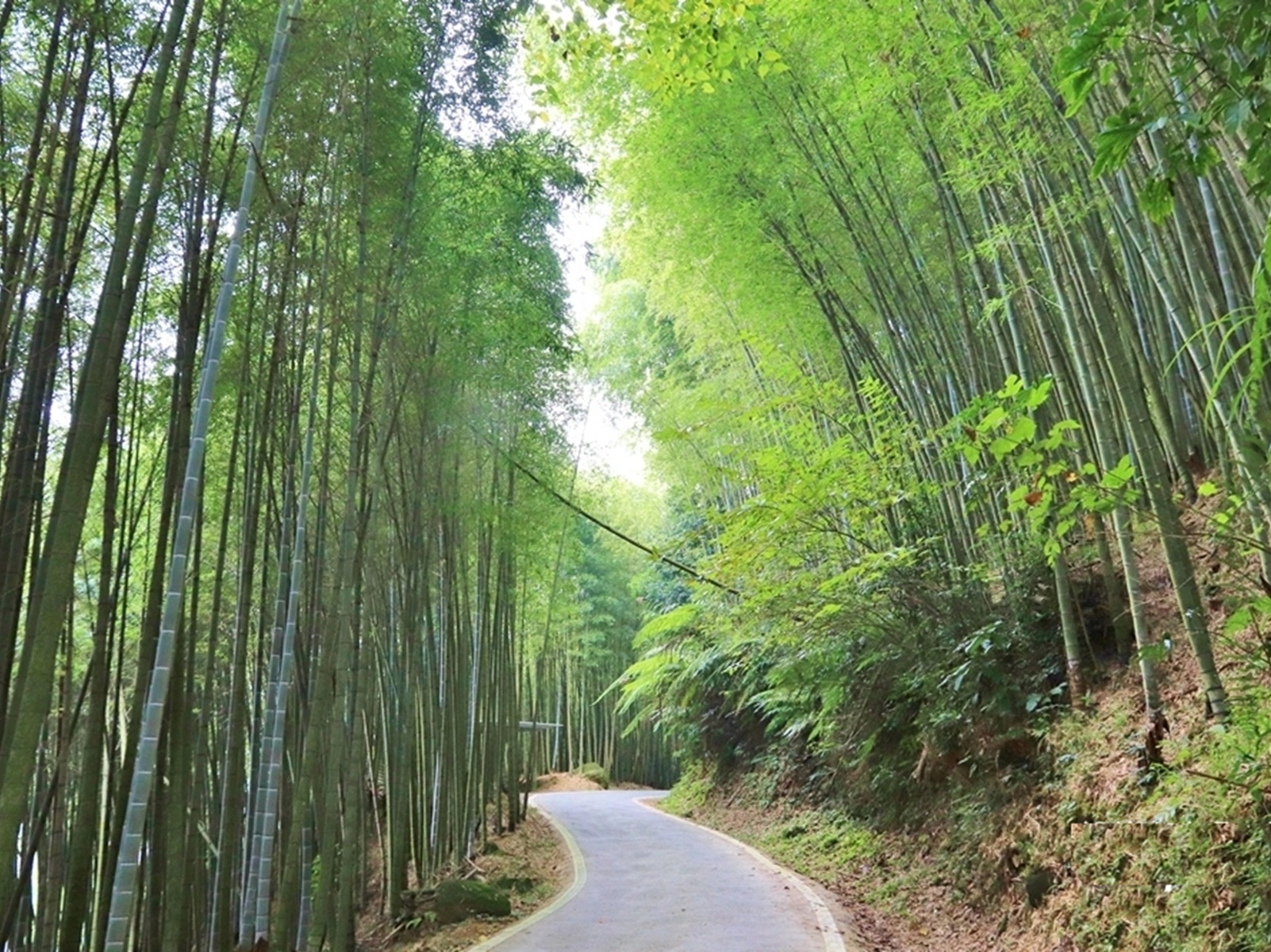 瑞里綠色隧道