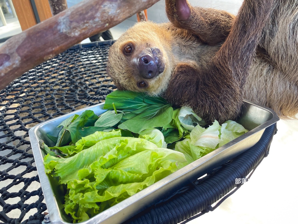 宜蘭三星【樹懶餐廳】萌寵泰迪羊、水豚可愛降臨農場!門票資訊全公開
