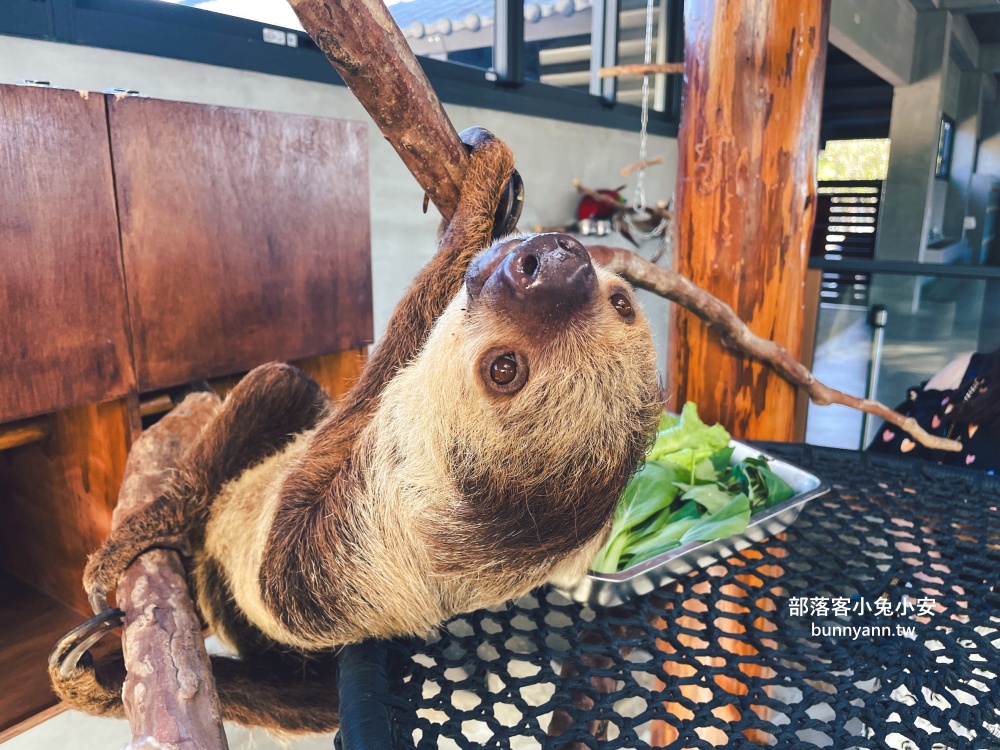 宜蘭三星【樹懶餐廳】萌寵泰迪羊、水豚可愛降臨農場！門票資訊全公開
